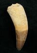 Huge, Rooted Dyrosaurus Tooth - Morocco #4557-2